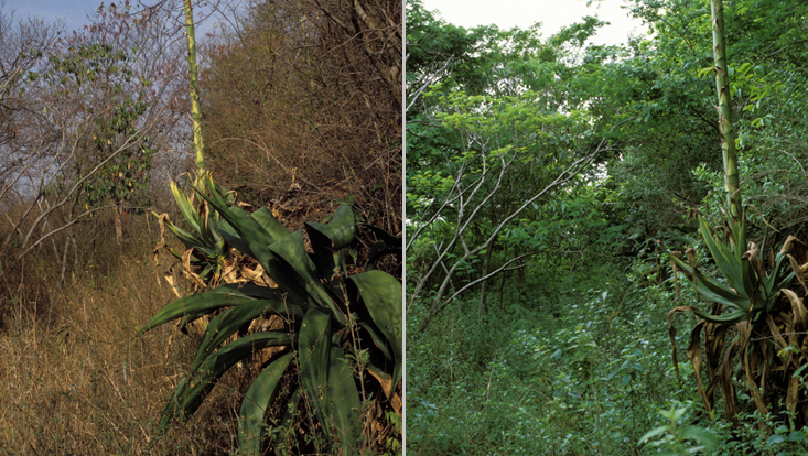 Tropical seasonal forest Photos of a tropical seasonal forest near Caracas, Venezuela: dry season (left); same spot four weeks later after onset of the rainy season (right)
