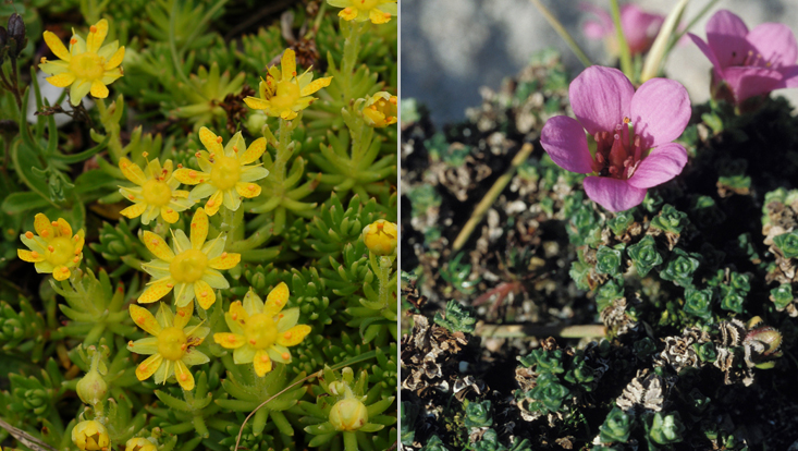 Saxifraga aizoides (left) and S. oppositifolia (right), two arctic Saxifraga species Photos of Saxifraga aizoides (left) and S. oppositifolia (right), two arctic Saxifraga species