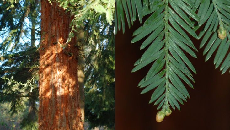 Coastal redwood (Sequoia sempervirens) Photos of coastal redwood (Sequoia sempervirens): bole (left); tip of branch with young staminate cones (right)