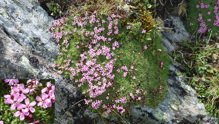 Silene acaulis Photos of Silene acaulis as example of an arctic-alpine species with almost circumpolar distribution), als Beispiel für eine nahezu zirkumpolar und arktisch-alpin verbreitete Art
