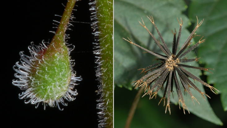 Acanthochory: Circaea lutetiana (left); Bidens pilosa (right) Photos as examples of epizoochory = diaspores dispersed on the surface of animals, in this case acanthochory = dispersed with the aid of spines or barbs: Circaea lutetiana (left); Bidens pilosa (right)