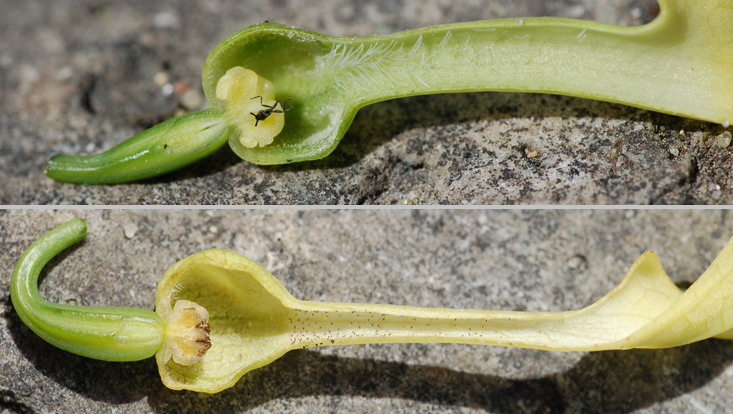 Aristolochia clematitis Photos of longitudinal sections of "bow net" flowers of Aristolochia clematitis; female phase (above) and male phase (below)