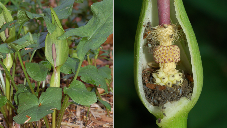 Arum maculatum Photos of Arum maculatum as examples of myiophily = adaptation to pollination by diptera: flowering plant (left); base of inflorescence, cut open, showing numerous moth flies (Psychoda spec.)