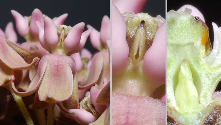 Asclepias syriaca, trap flower Photos of the trap flowers of Asclepias syriaca: entire flower (left) and details thereof