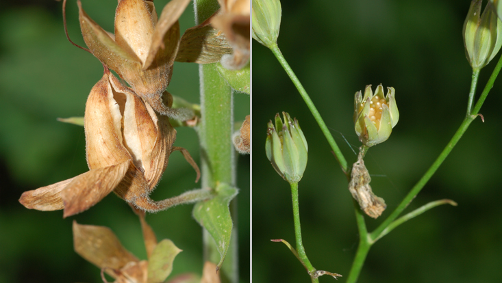 passive ballistic dispersers: Digitalis purpurea (left); Lapsana communis (right) Photos of passive ballistic dispersers = plants releasing their diaspores when shaken by wind or anmials: Digitalis purpurea (left), with seeds as diaspores; Lapsana communis (right), with fruits as diaspores