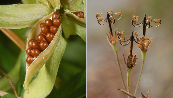 active ballistic dispersal: Viola wittrockiana (left); Geranium sibiricum (right) Photos as examples of autochory = active dispersal of diaspores by the plant itself: Viola wittrockiana (left), squeezing the seeds out of the capsule valves; Geranium sibiricum (right), with parts of the style acting as leaf springs