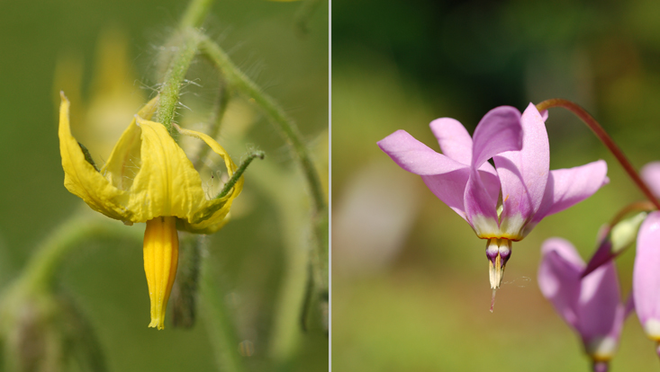 buzz pollination: Lycopersicon esculentum (left); Dodecatheon amethystinum (right) Photos of plants with poricidal anthers arranged as a cone for buzz pollination: Lycopersicon esculentum (left); Dodecatheon amethystinum (right)