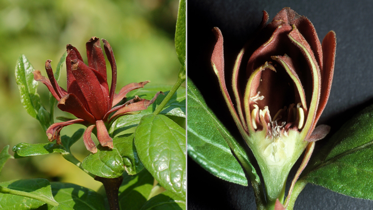 Calycanthus floridus Photos of Calycanthus floridus as examples of cantharophily = adaptation to pollination by beetles: entire flower (left); longitudinal section (right), the anther appendages serving as food bodies