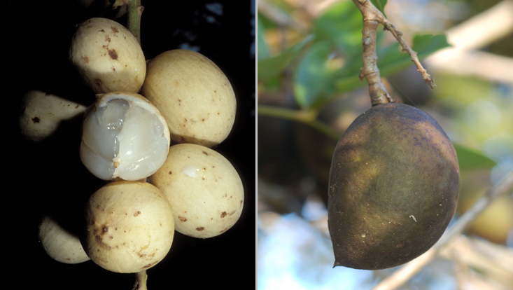 bat dispersal: Lansium domesticum (left); Andira fraxinifolia (right) Photos of fruits as examples of chiropterochory = dispersal by bats: Lansium domesticum (left); Andira fraxinifolia (right)