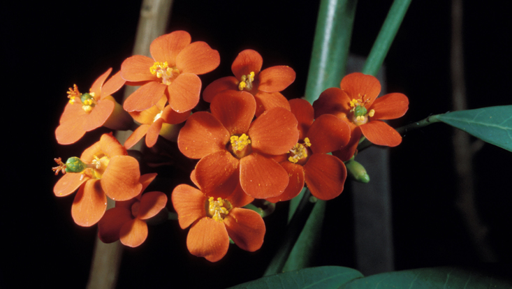 Pseudanthien bei Euphorbia fulgens Photos of pseudanthia = inflorescences looking like flowers, in Euphorbia fulgens