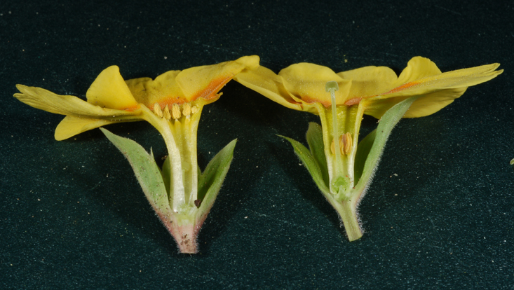 Heterostyly in Primula vulgaris Photos of longitudinal sections of flowers of Primula vulgaris as examples of heterostyly: short-styled 'thrum' flower (left) and long-styled 'pin' flower (right)
