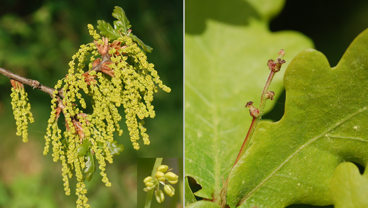 Inflorescences of Quercus robur, male (left) and female (right) Photos of inflorescences of the common oak (Quercus robur) as examples of anemophily = adaptation to pollination by wind: staminate (left) and pistillate (right) inflorescences