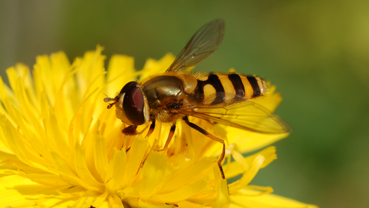 Hover fly Photo of a hover fly on a flower capitulum