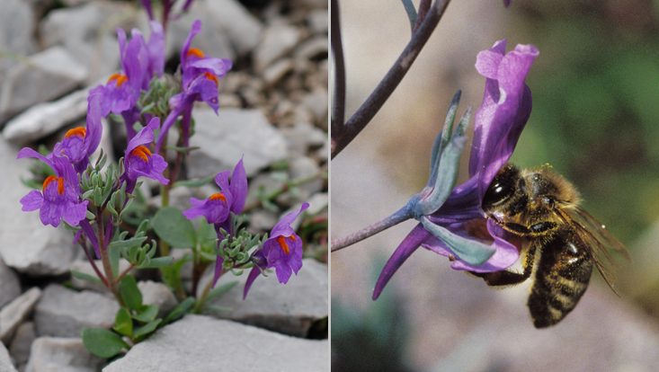 Linaria alpina Photos of Linaria alpina as examples of melittophily = adaptation to pollination by bees