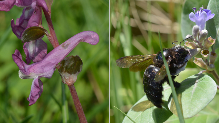 Nectar thieves: spur of Corydalis cava opened by a bumblebee (left); Xylocopa at Vitex rotundifolia (right) Photos as examples of nectar thieves: spur of Corydalis cava chewed open by a bumblebee (left); carpenter bee (Xylocopa) licking nectar through a hole cut into the corolla tube of Vitex rotundifolia (right)