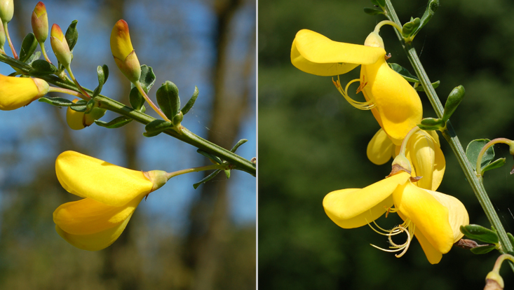 Sarothamnus scoparius Photos illustrating the explosive opening of Sarothamnus scoparius flowers, before (left) and after (right) dehiscenceng