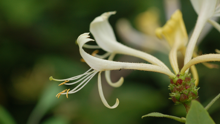 Lonicera periclymenum Photo of Lonicera periclymenum flowers as example of sphingophily = adaptation to pollination by sphingid moths