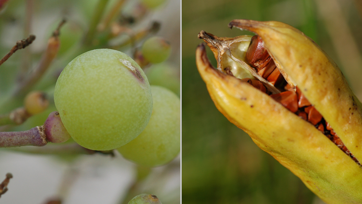 Floating diaspores: Crambe maritima (left); Iris pseudacorus (right) Photos as examples of hydrochory = adaptation to dispersal by water, in this case nautochory = floating: Crambe maritima (left), floating fruits; Iris pseudacorus (right), floating seeds