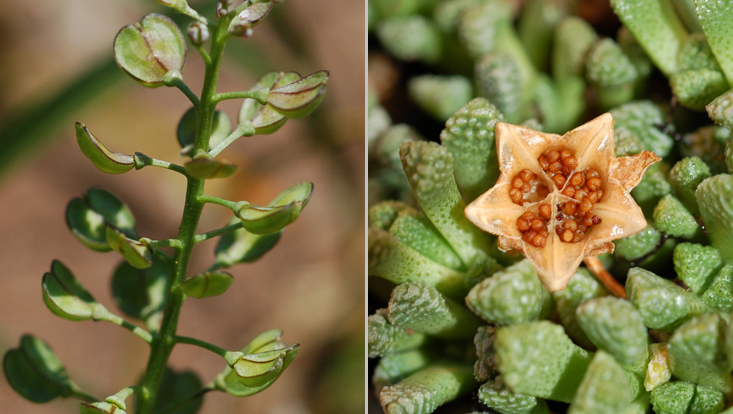ballistic dispersal by rain: Teedalia nudicaulis (left); Neohenricia sibbetii (right) Photos as examples of hydrochory = adaptation to dispersal by water, in this case ombrochory = dispersal by rain: Teedalia nudicaulis (left); Neohenricia sibbetii (right)
