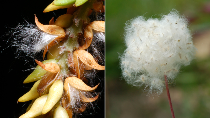 wind dispersal: Salix alba (left); Anemone sylvestris (right) Photos as examples for anemochory = adaptation to dispersal by wind: Salix alba (left), with seed hairs; Anemone sylvestris (right), with woolly nutlets