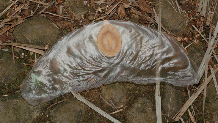Alsomitra macrocarpa Photo of the seed of Alsomitra macrocarpa, the largest winged seed
