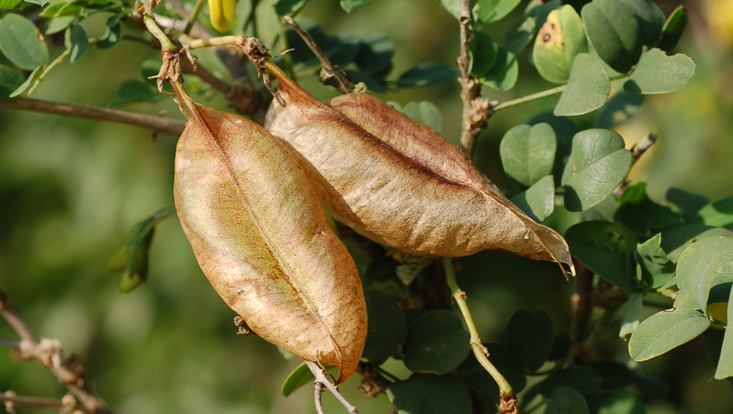 Colutea arborescens: balloon type legumes Photo of legumes of Colutea arborescens as example of diaspores rolled over the ground by wind