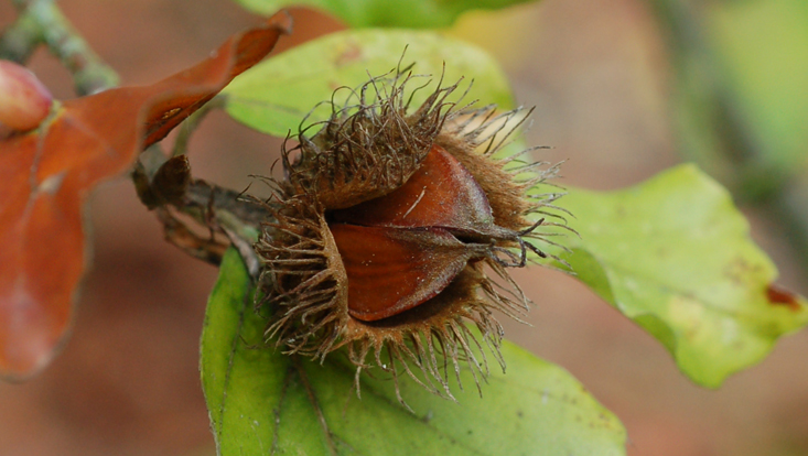 Synzoochory: Fagus sylvatica Photo of fruits of the common beech (Fagus sylvatica) as example of synzoochory = dispersal of diaspores by animals for future consumption
