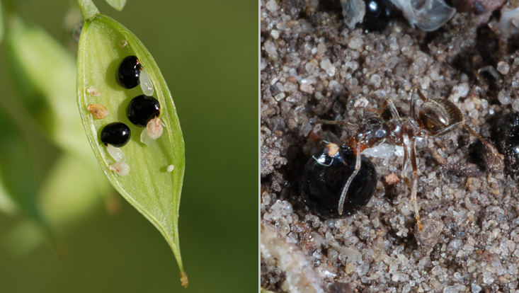 Myrmecochory in Corydalis solida Photos of Corydalis solida as example of myrmecochory = adaptation to dispersal by ants: open fruit (left), showing seeds with elaiosomes; ant removing an elaiosome (right)