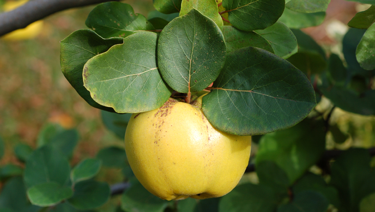 Quince (Cydonia oblonga) Photo of a quince fruit (Cydonia oblonga) as example of endozoochory = dispersal through the intestines of animals, in this case larger ground living mammals