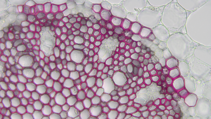 Cross section of the aerial root of an orchid (Encyclia spec.), central cylinder, stained with phloroglucin/HCl Light microscope photo of a cross section of the aerial root of an orchid (Encyclia spec.), central cylinder, stained with phloroglucin/HCl