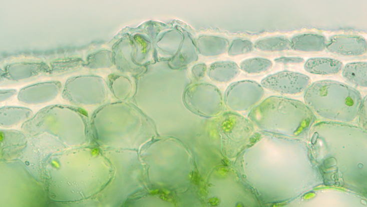 Cross section of a stem of Tradescantia, outer layers, with plate collenchyma and a stoma Light microscope photo of a cross section of a stem of Tradescantia, outer layers, with plate collenchyma and a stoma