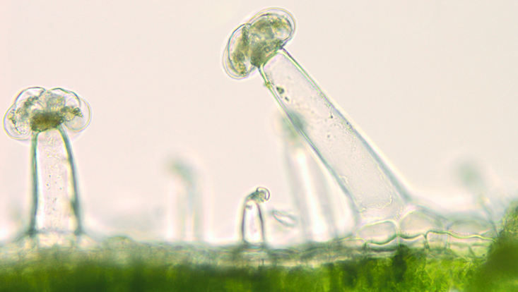Glandular hairs on the upper leaf surface of Salvia Light microscope photo of glandular hairs on the upper leaf surface of Salvia