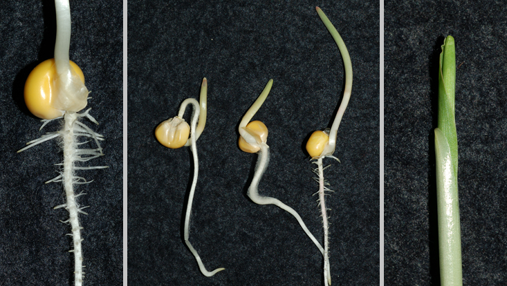 Germinated maize grains (Zea mays) Photos of germinated maize grains (Zea mays): basal part (left), primary root still preserved, with secondary roots; different stages of germination (center); tip of coleoptile perforated by the primary leaf (right)