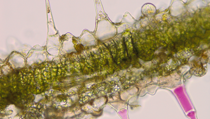 Cross section of a leaf of Ruellia makoyana Light microscope photo of a cross section of a leaf of Ruellia makoyana
