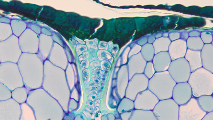 Lichtmikroskopisches Foto eines Querschnitts durch ein Rhizom von Davallia mauritiana, Außenschichten, mit Saugschuppe