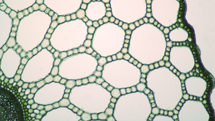 Lichtmikroskopisches Foto eines Querschnitts durch einen Stängel von Hippuris vulgaris, unten links der Zentralzylinder