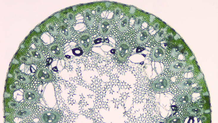 Lichtmikroskopisches Foto eines Querschnitts durch einen Stängel von Juncus effusus, mit Sternparenchym im Markbereich