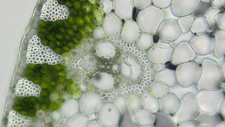 Lichtmikroskopisches Foto eines Querschnitts durch einen Stängel von Cyperus papyrus, Außenschichten, mit Sklerenchymsträngen, Assimilationsparenchym und Leitbündel