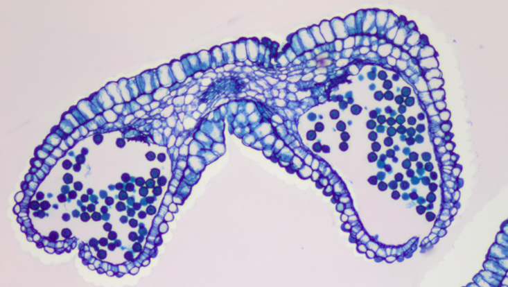 Lichtmikroskopisches Foto eines Querschnitts durch eine Anthere von Rosa rugosa