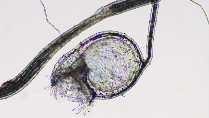Lichtmikroskopisches Foto einer Fangblase von Utricularia