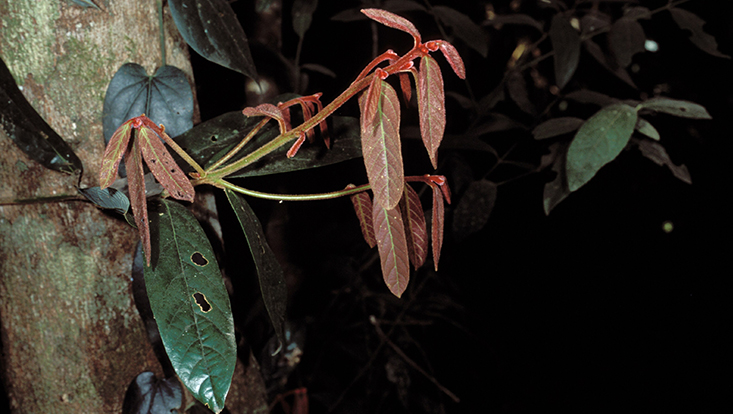 Junger Austrieb von Cryptocarya mackinnoniana Foto eines jungen Austriebs von Cryptocarya mackinnoniana