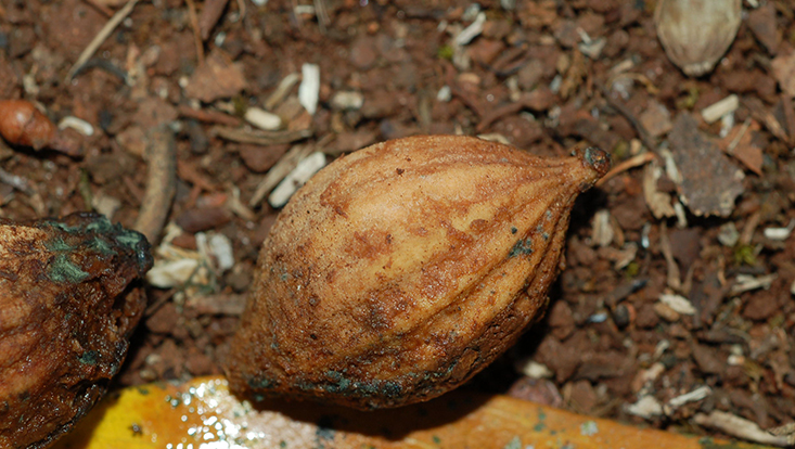 Abgefallene Frucht von Cryptocarya moschata Foto einer abgefallenen Frucht von Cryptocarya moschata