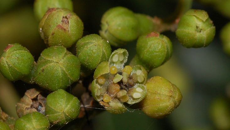 Blütenknospen und etwas beschädigte offene Blüte von Cryptocarya moschata Foto von Blütenknospen und einer etwas beschädigten offenen Blüte von Cryptocarya moschata