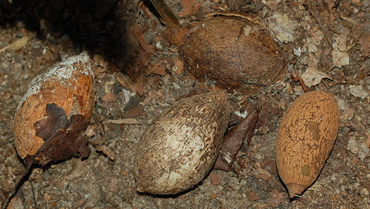 Abgefallene Früchte von Beilschmiedia linharensis Foto abgefallener Früchte von Beilschmiedia linharensis