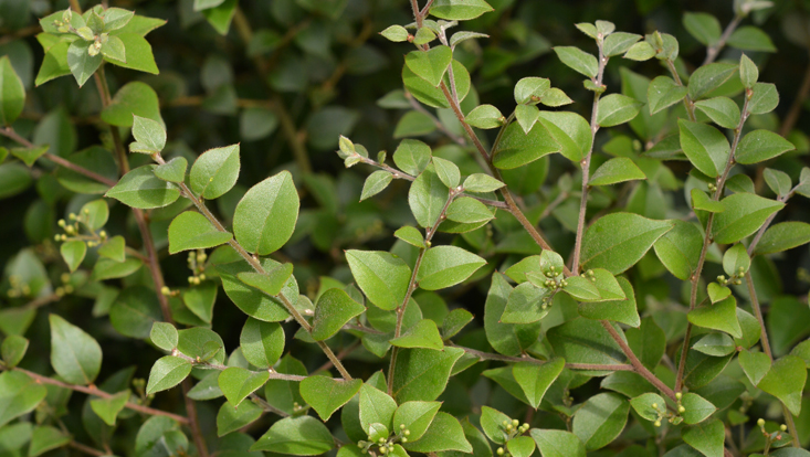 Zweige von Cryptocarya wyliei mit Blüten Foto von Zweigen von Cryptocarya wyliei mit Blüten