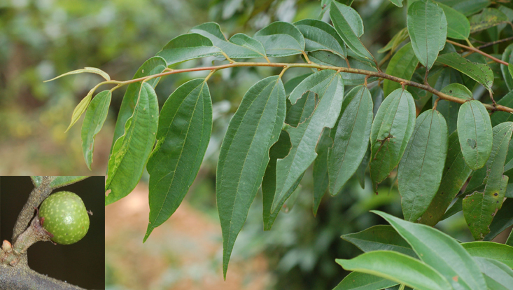 Iteadaphne caudata, Zweig mit Blättern; kleines Bild: unreife Frucht Fotos von Iteadaphne caudata, Zweig mit Blättern und als kleines Bild unreife Frucht