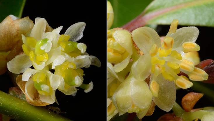 Laurus nobilis, links weibliche Blüten, rechts männliche Blüte Fotos von Laurus nobilis, links weibliche Blüten, rechts männliche Blüte