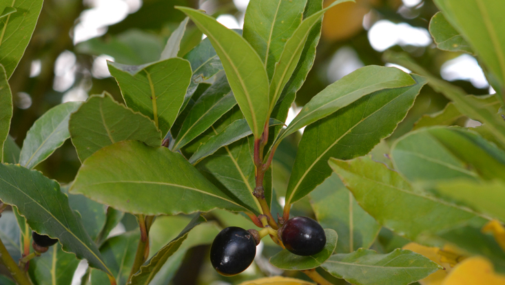 Laurus nobilis, Zweig mit Früchten Foto eines Zweiges von Laurus nobilis mit Früchten