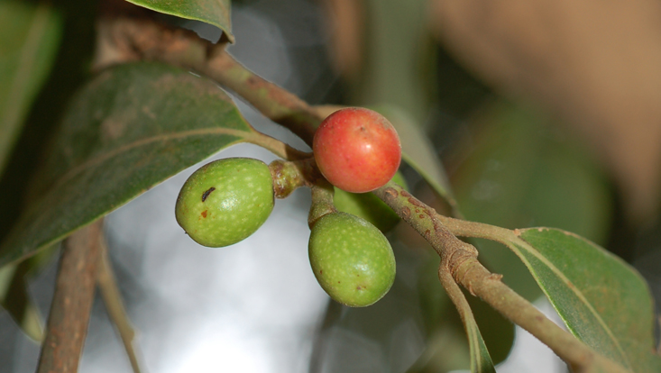 Lindera communis, Zweig mit Früchten Foto eines Zweiges von Lindera communis mit Früchten