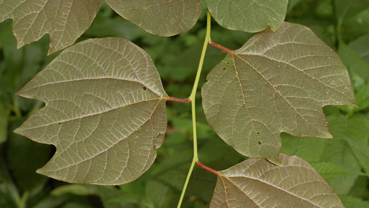 Lindera obtusiloba Foto eines Zweiges Lindera obtusiloba, einer der wenigen Lauraceae mit gelappten Blättern